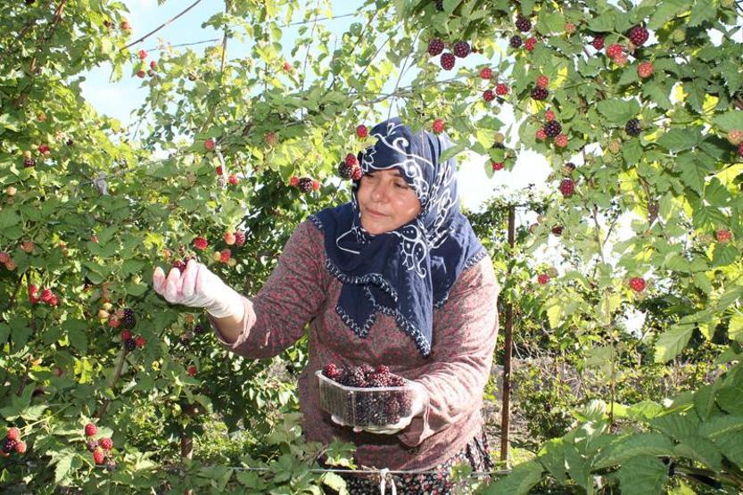 Böğürtlen fiyatıyla üreticiyi sevindirdi