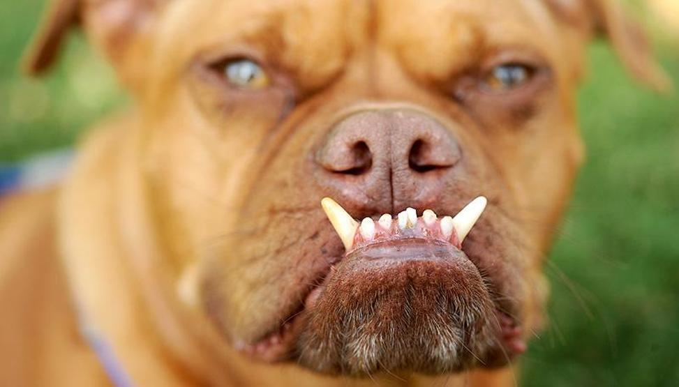 Dünyanın en çirkin köpeği
