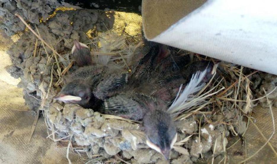 Kırlangıç yuvasını esnaf koruyor