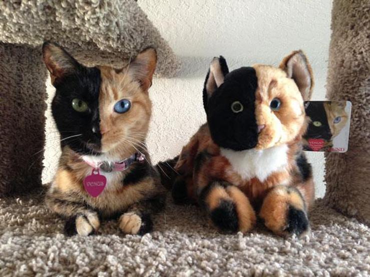 İki yüzlü kedi Venüs