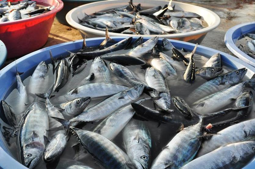 Palamut fiyatları borsayı aratmıyor
