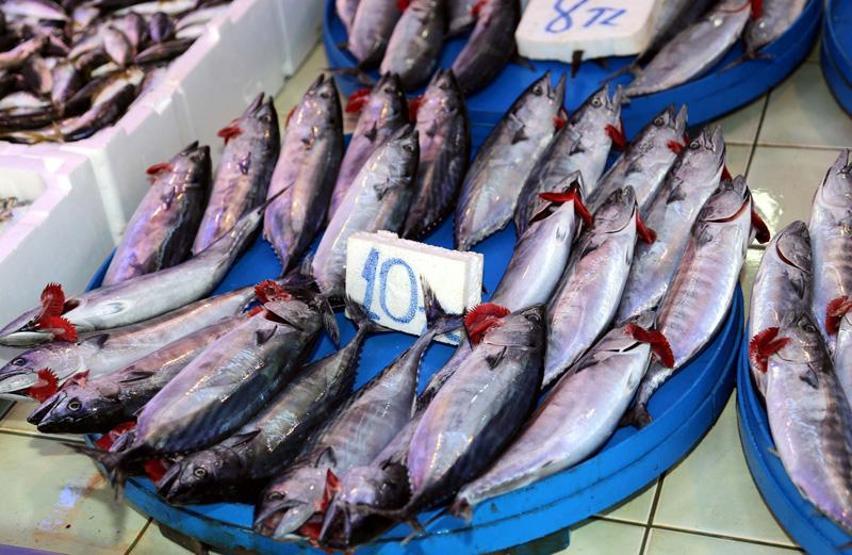 Palamut fiyatları borsayı aratmıyor