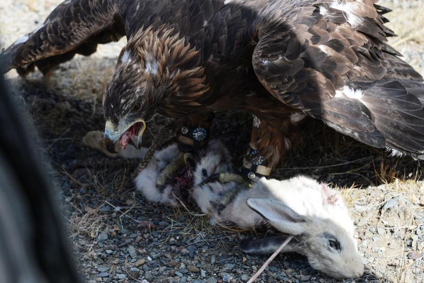 Kartal Festivalinde renkli görüntüler