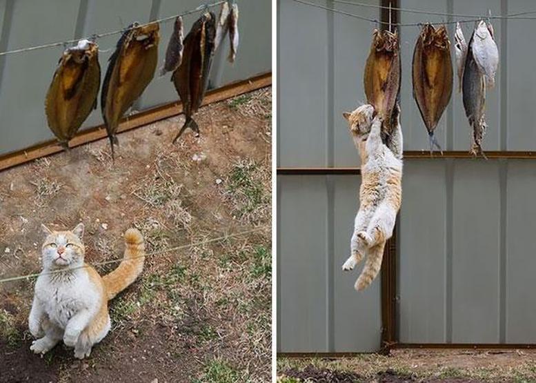 15 küçük hırsız kedi