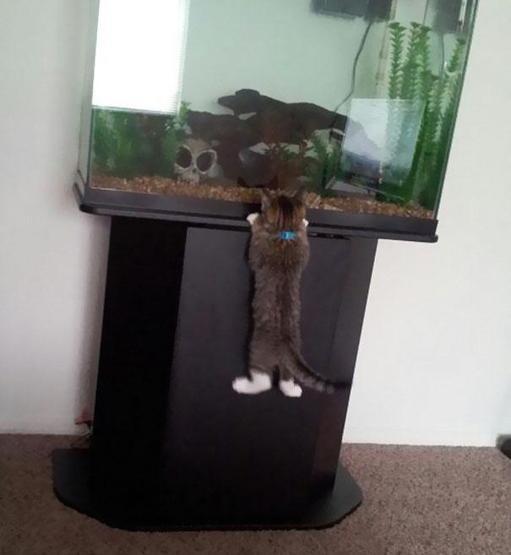 15 küçük hırsız kedi