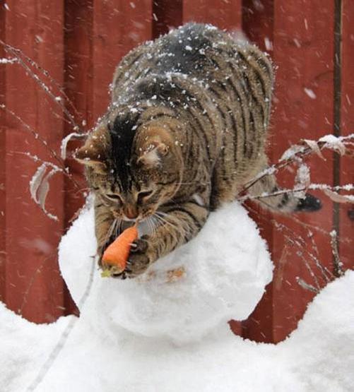 15 küçük hırsız kedi