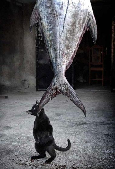 15 küçük hırsız kedi
