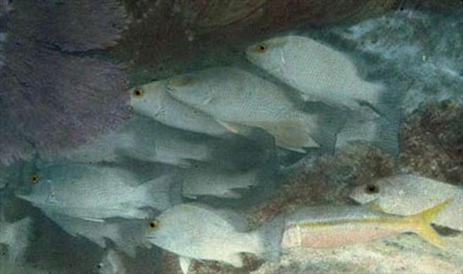 Fotoğrafın ilkleri