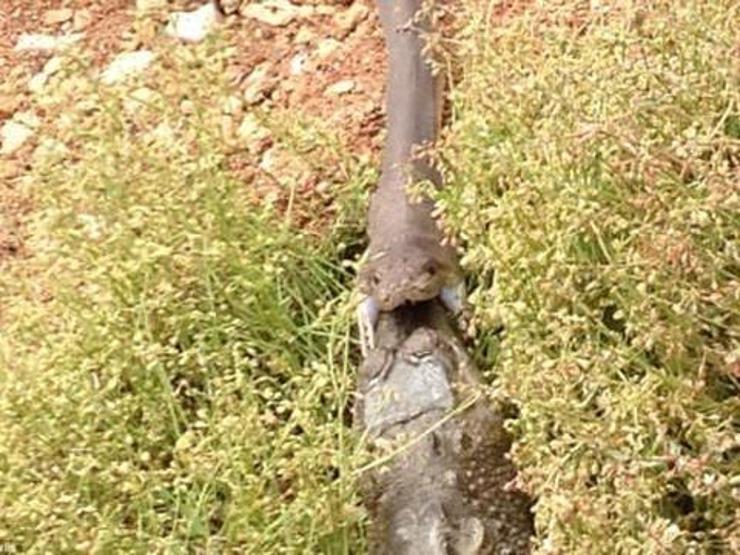 Yılan timsahı yuttu