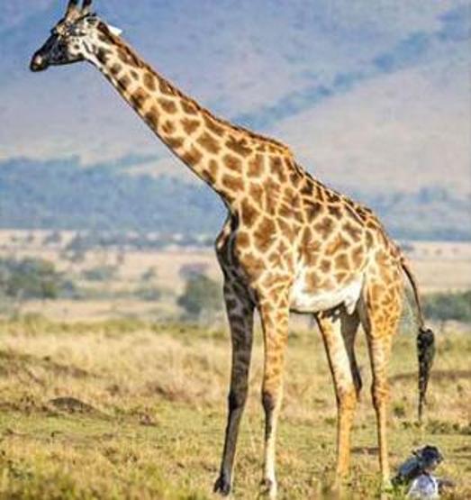 Kenyada bir zürafanın doğum anı