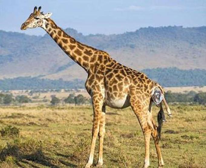 Kenyada bir zürafanın doğum anı