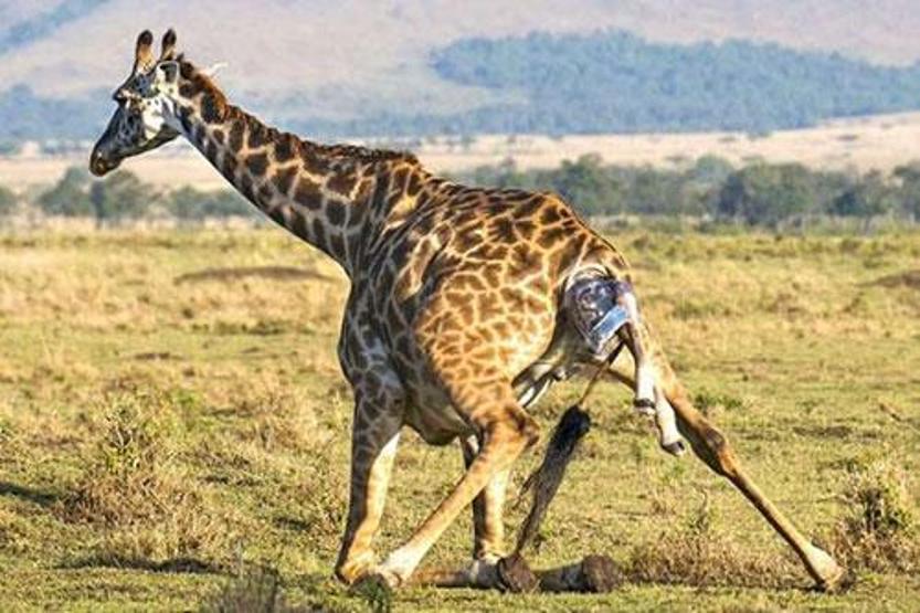 Kenyada bir zürafanın doğum anı