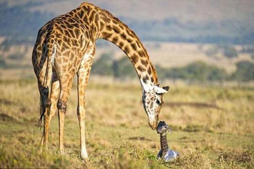 Kenyada bir zürafanın doğum anı