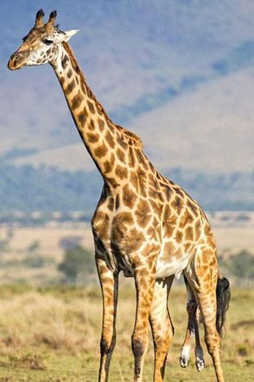 Kenyada bir zürafanın doğum anı