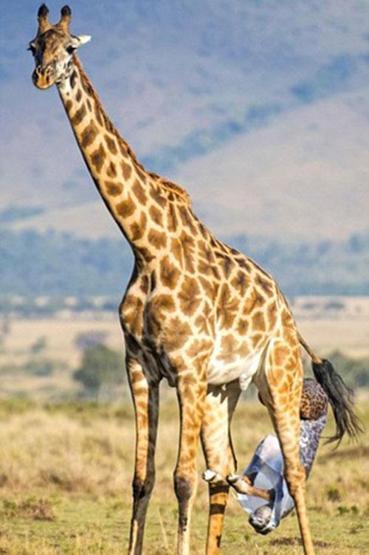 Kenyada bir zürafanın doğum anı