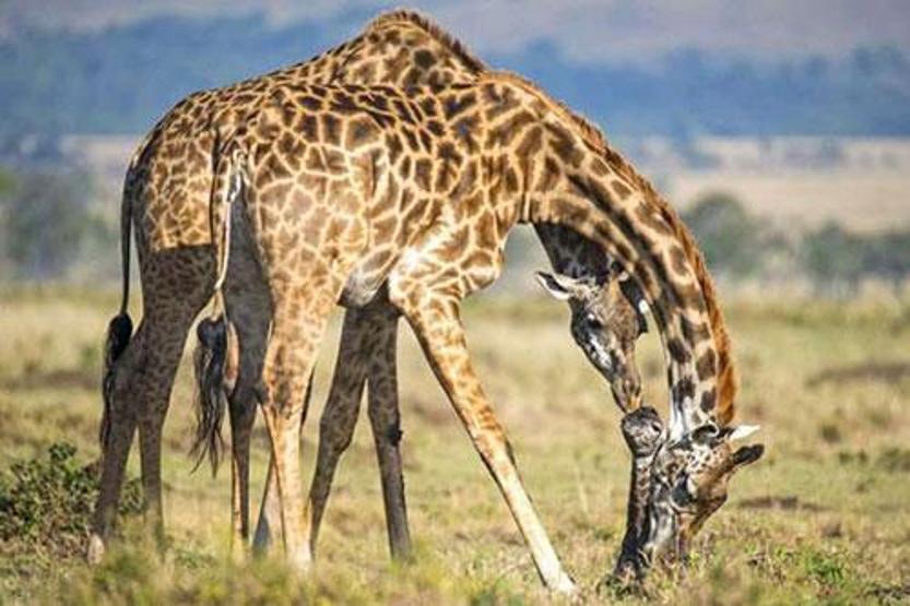 Kenyada bir zürafanın doğum anı