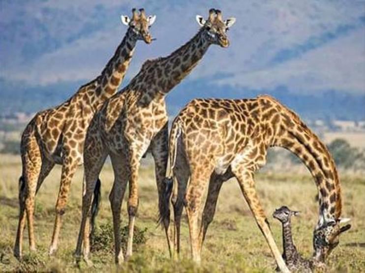 Kenyada bir zürafanın doğum anı
