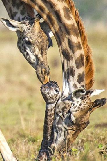Kenyada bir zürafanın doğum anı