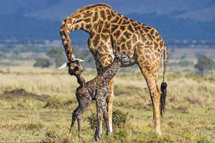 Kenyada bir zürafanın doğum anı