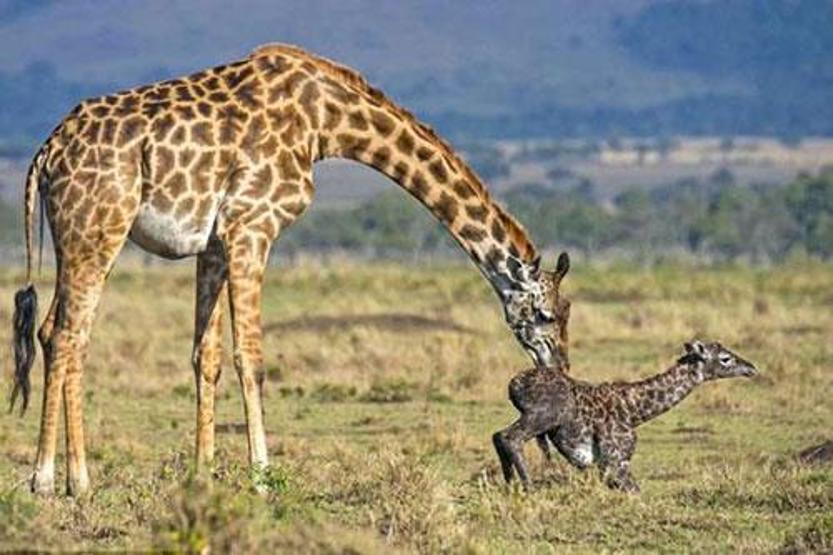 Kenyada bir zürafanın doğum anı