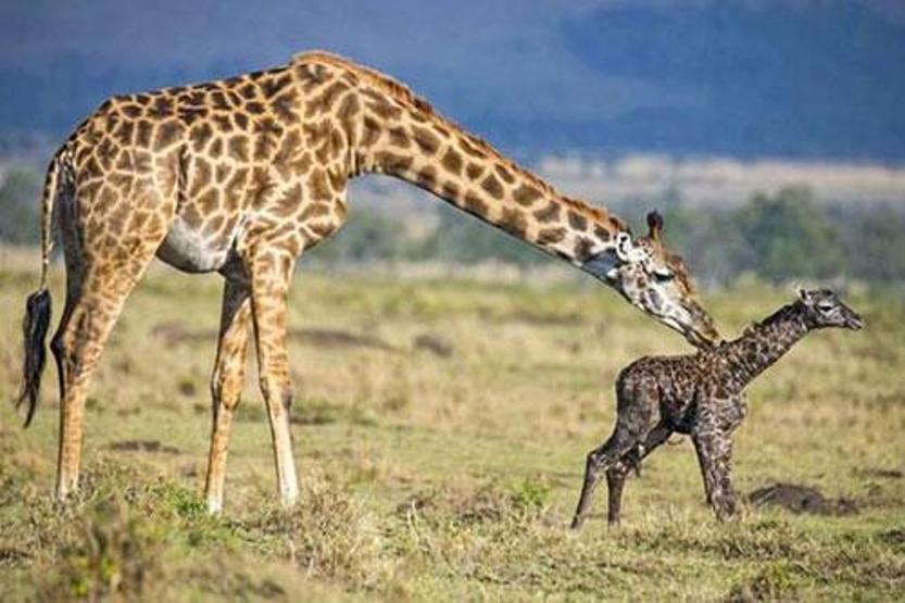 Kenyada bir zürafanın doğum anı