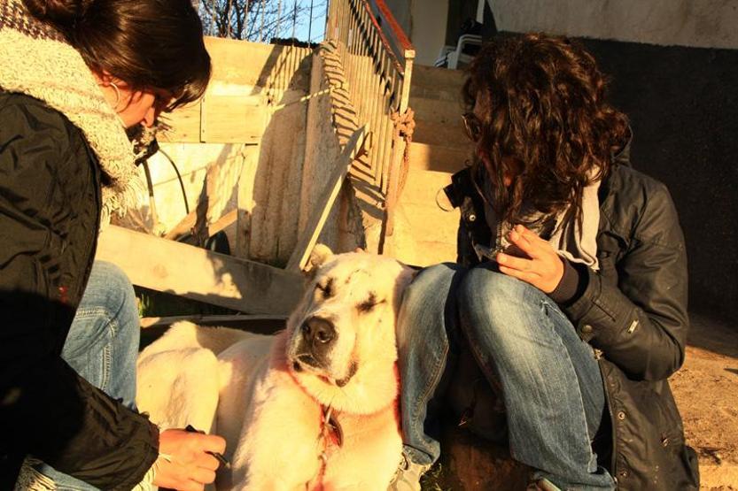 Sivasın yönetmeninden hayvanseverlere kamera arkalı cevap