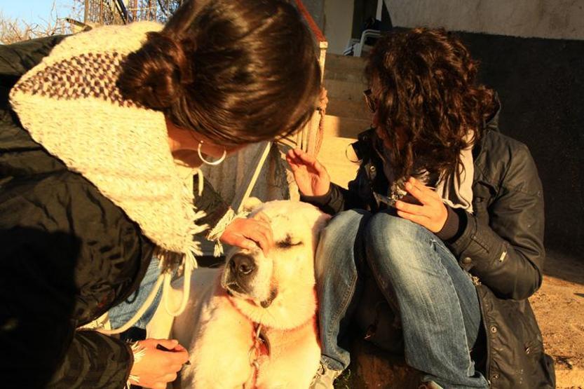 Sivasın yönetmeninden hayvanseverlere kamera arkalı cevap