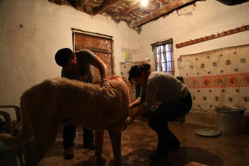 Sivasın yönetmeninden hayvanseverlere kamera arkalı cevap
