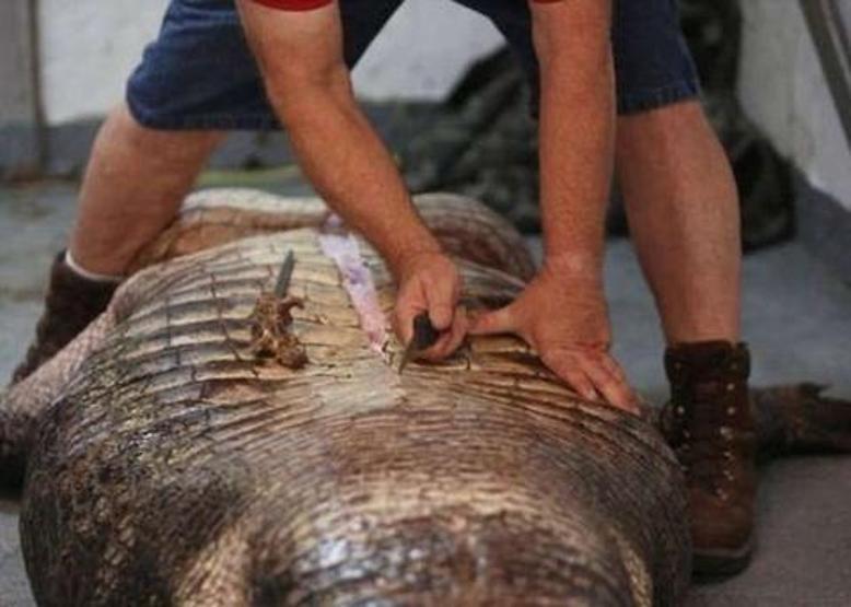 Timsahın içinden çıkan görenleri şaşırttı