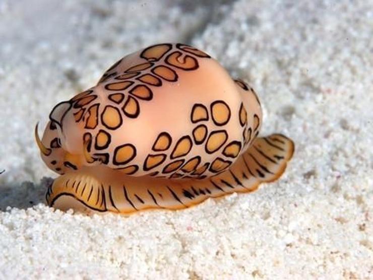 Birbirinden ilginç deniz canlıları