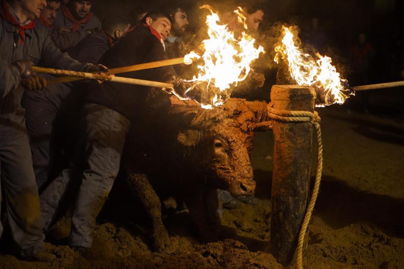 Boğa yakma festivali eylemlere rağmen gerçekleştirildi