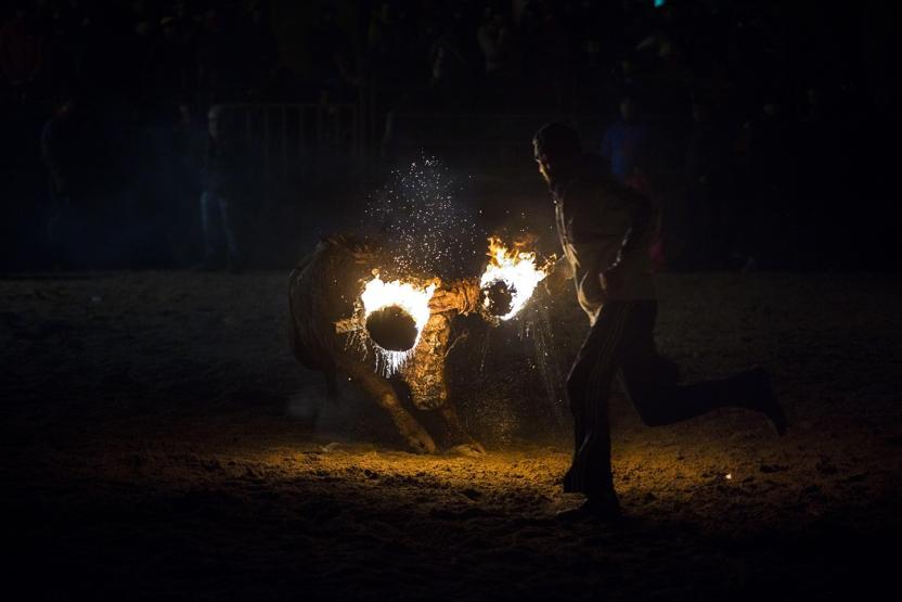 Boğa yakma festivali eylemlere rağmen gerçekleştirildi