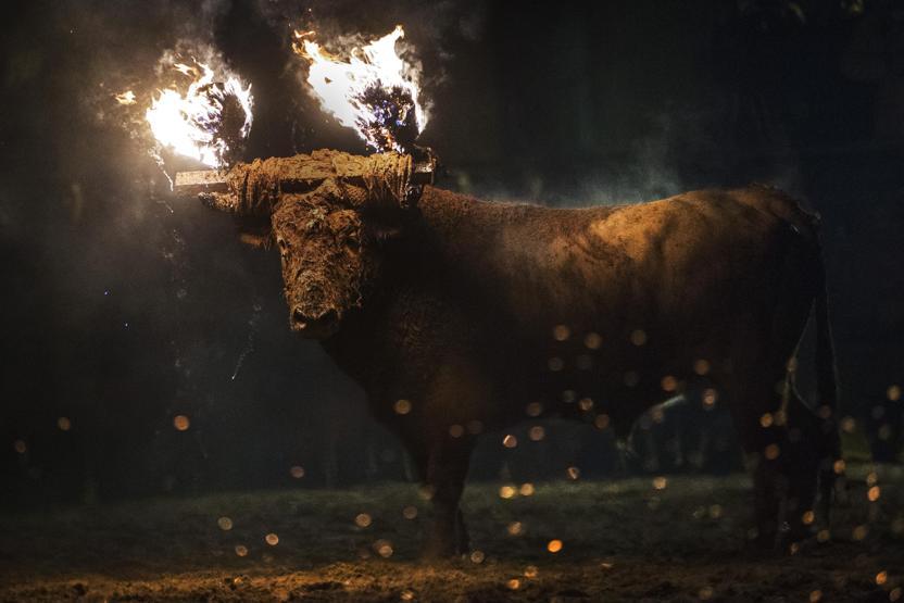 Boğa yakma festivali eylemlere rağmen gerçekleştirildi