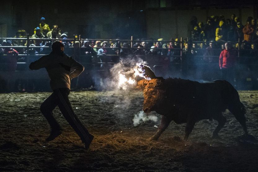 Boğa yakma festivali eylemlere rağmen gerçekleştirildi