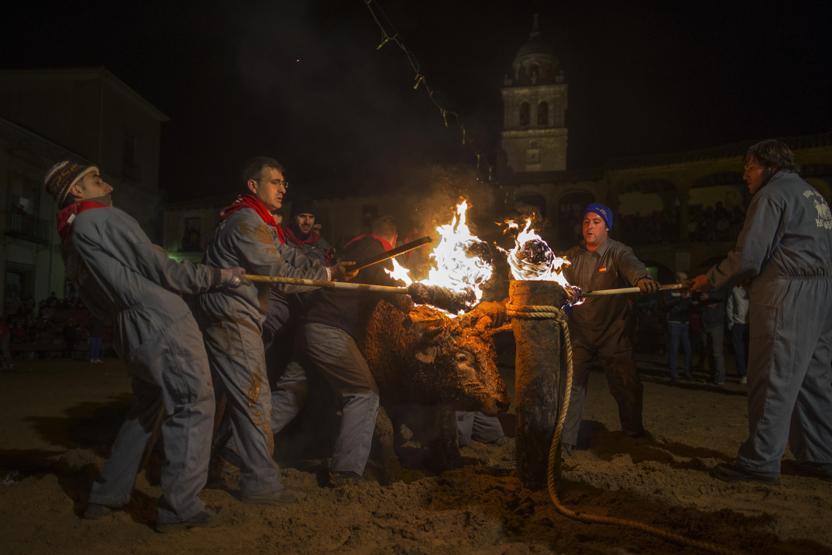 Boğa yakma festivali eylemlere rağmen gerçekleştirildi