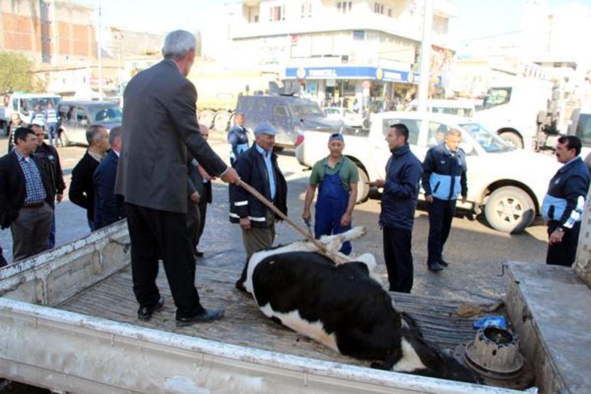 Belediye bulduğu inekleri cadde ortasında kesiyor