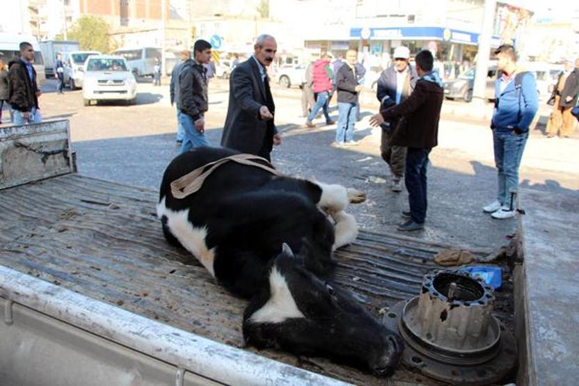 Belediye bulduğu inekleri cadde ortasında kesiyor