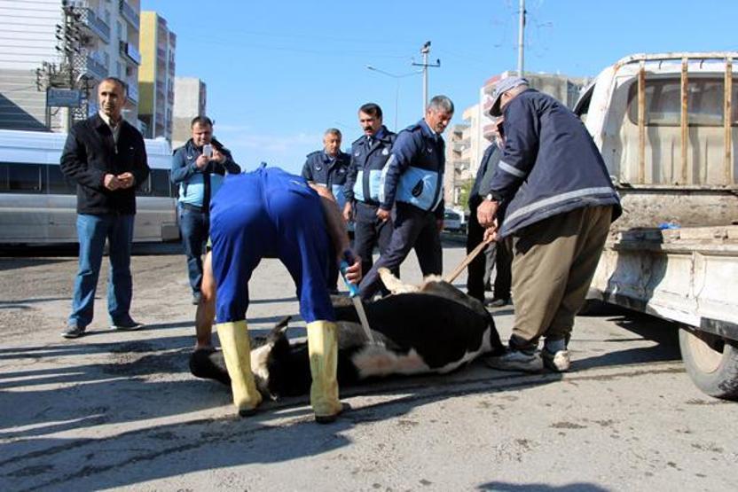 Belediye bulduğu inekleri cadde ortasında kesiyor