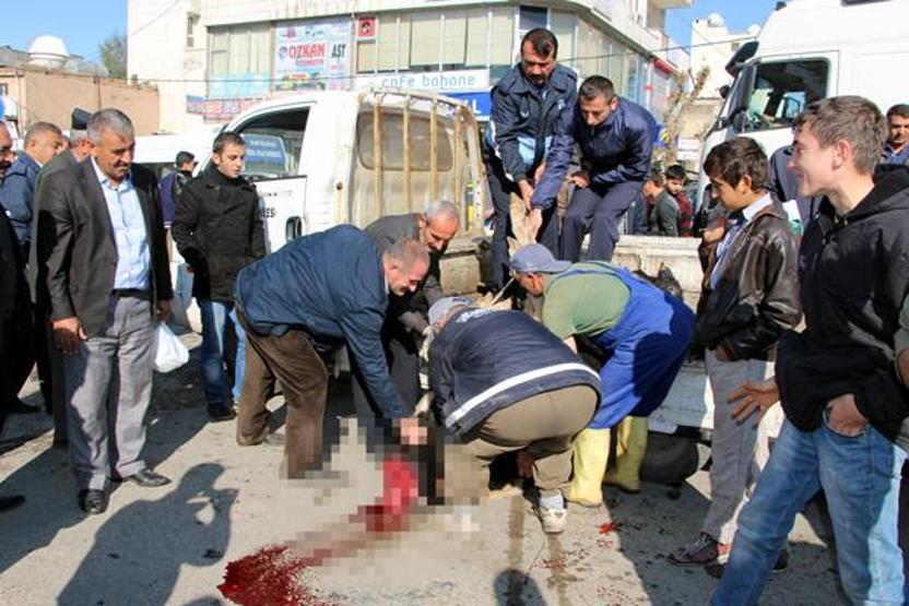 Belediye bulduğu inekleri cadde ortasında kesiyor