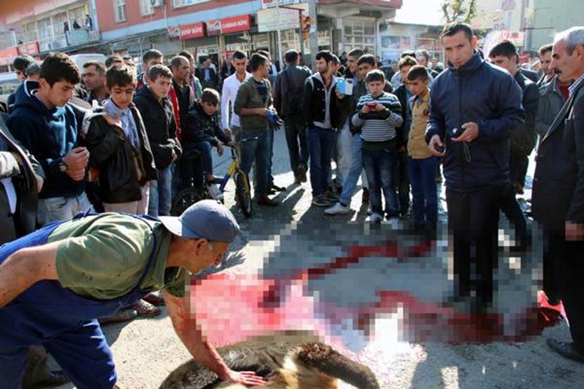 Belediye bulduğu inekleri cadde ortasında kesiyor