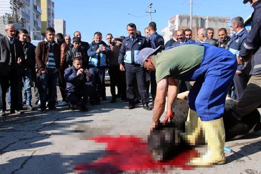 Belediye bulduğu inekleri cadde ortasında kesiyor