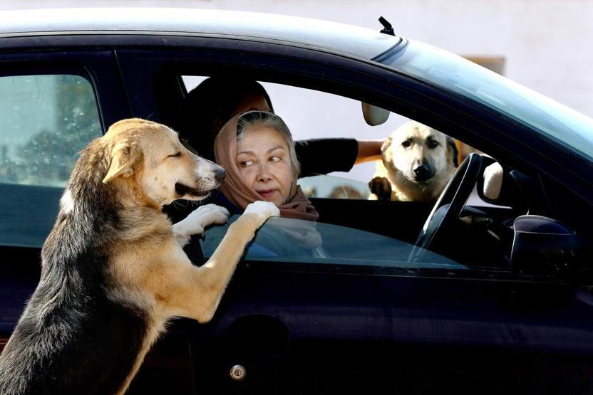 İranda köpeklerin sığınabilecekleri tek yer
