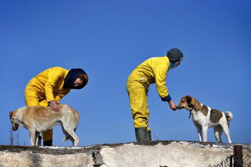 İranda köpeklerin sığınabilecekleri tek yer