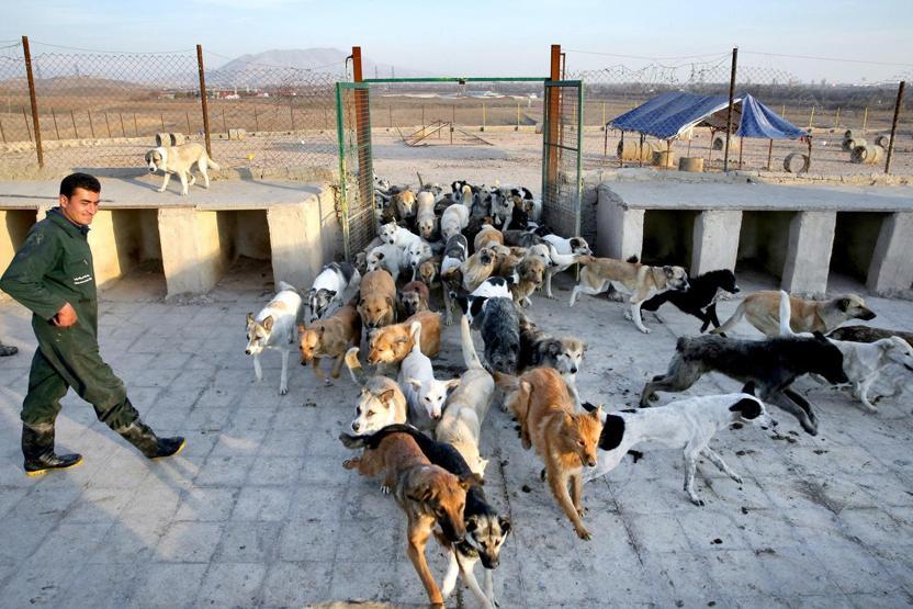 İranda köpeklerin sığınabilecekleri tek yer