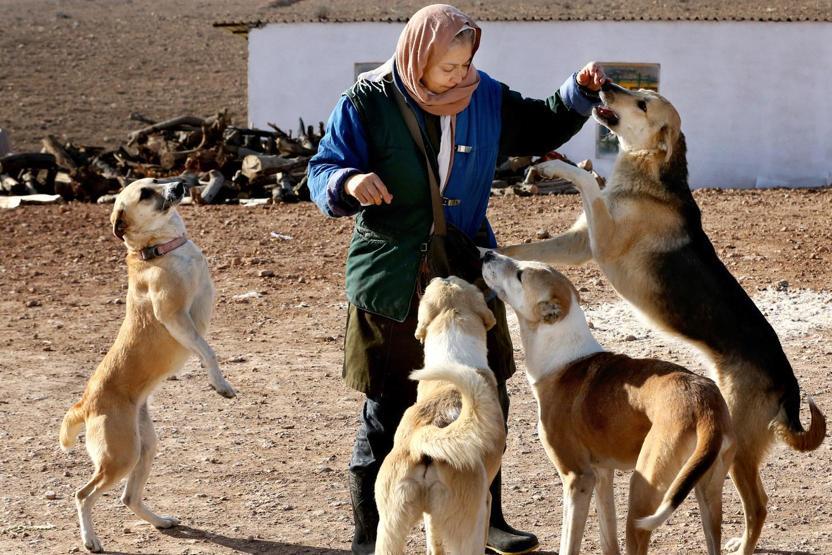 İranda köpeklerin sığınabilecekleri tek yer