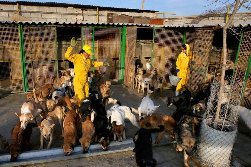 İranda köpeklerin sığınabilecekleri tek yer