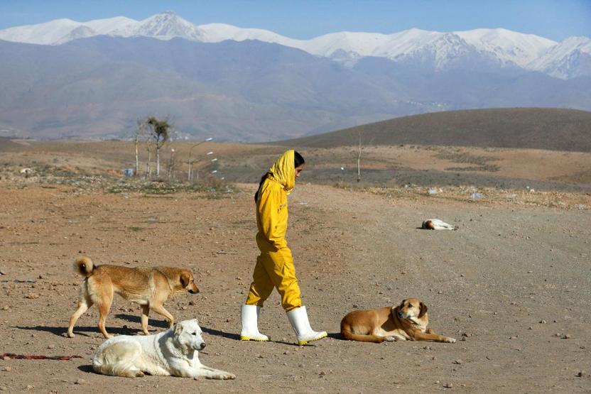 İranda köpeklerin sığınabilecekleri tek yer
