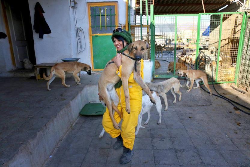 İranda köpeklerin sığınabilecekleri tek yer