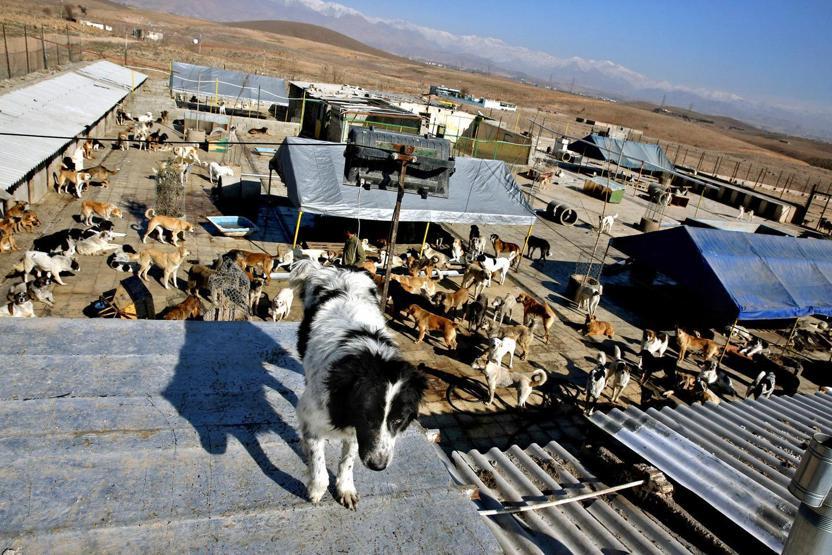 İranda köpeklerin sığınabilecekleri tek yer