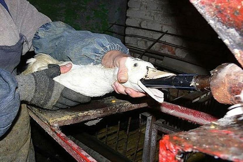 Dünyanın farklı bölgelerinden hayvanlara yapılan 18 yasal işkence